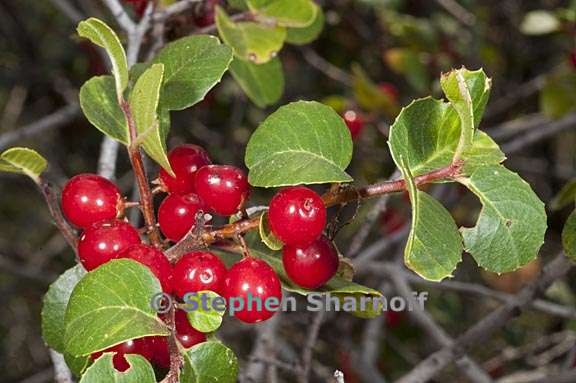 rhamnus ilicifolia 3 graphic